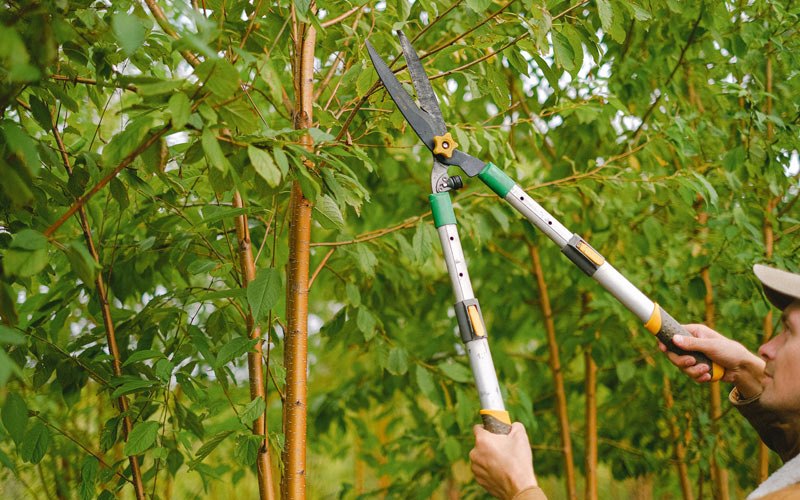 Tree trimming in College Springs, IA